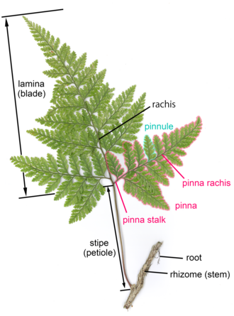 Davalia_frond_parts.png